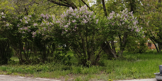 14.05.2024 Ежегодный тематический заезд в ГБУ РЦИ «Самарский»